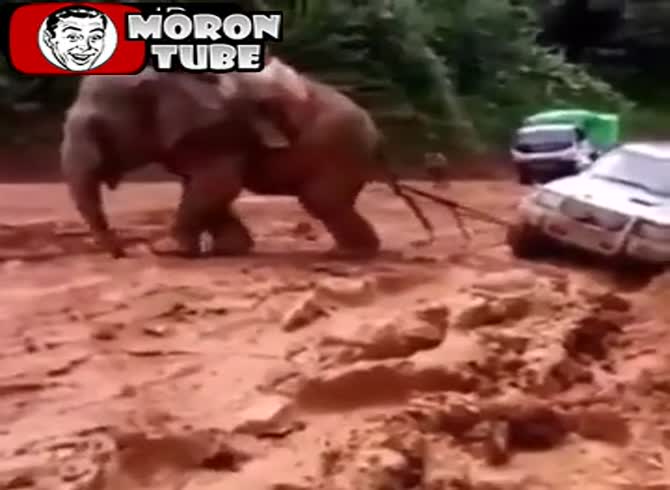 Video :An elephant tows a stranded automobile